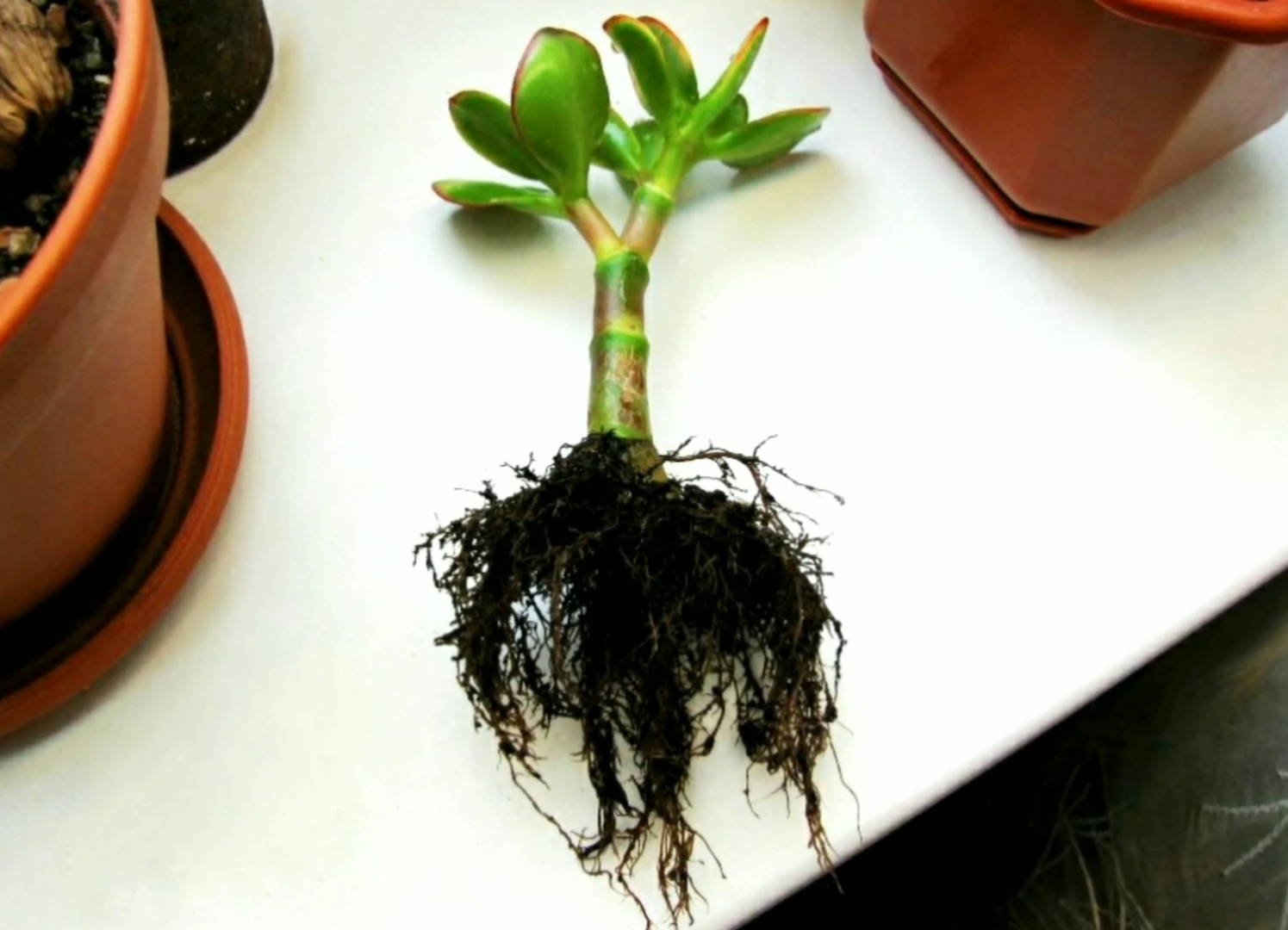 Как посадить отросток с корнями